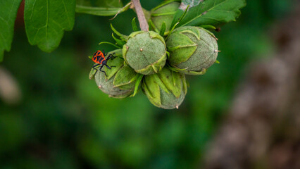 Gendarme en détail dans un arbre althéa
