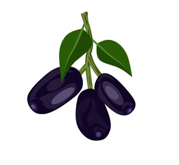 Vector illustration, Jambolan plum or Javanese plum, scientific name Syzygium cumini, isolated on a white background