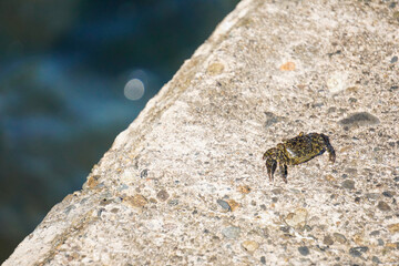 岩場のカニとアクアな背景
