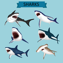 set of sharks