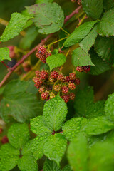 Close up view with a plant full of blackberries fruits during an autumn morning. Tasty fresh forest fruits photography.