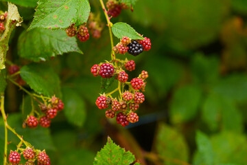 Close up view with a plant full of blackberries fruits during an autumn morning. Tasty fresh forest fruits photography.