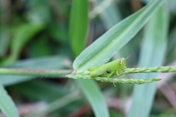 grasshopper on a leaf