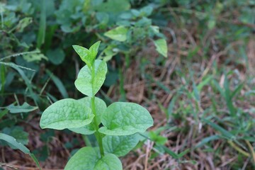 plant in the garden