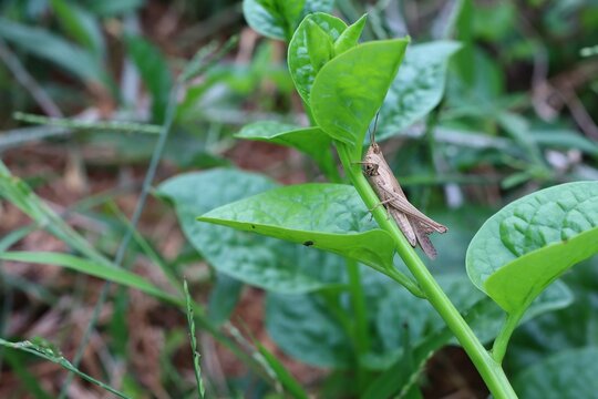 Green Bean Sprouts