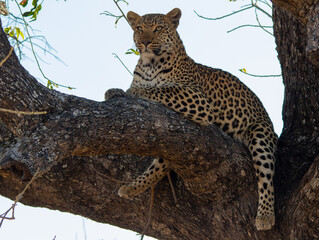 Leopard isolated resting on a branch in a tree in the African wilderness