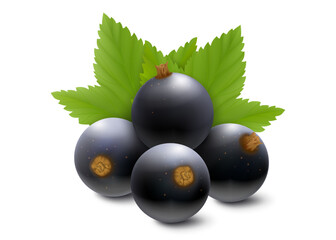 Black currant or blueberry. Realistic 3d vector illustration of berries and green leaves, isolated on white background.