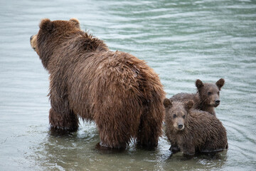 Brown bear with cubs in the river