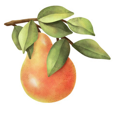 Hand drawn ripe watercolor fruit on white background clipart.

