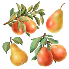 Hand drawn ripe watercolor fruit on white background clipart.


