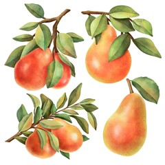 Hand drawn ripe watercolor fruit on white background clipart.

