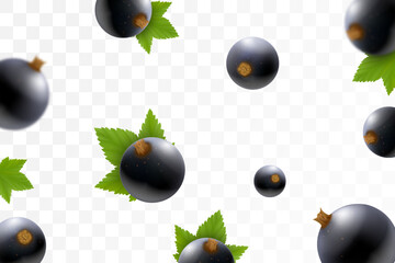 Black currant or Blackberry background. Flying blackberry with green leaf on transparent background. Blackberry falling from different angles. Focused and blurry objects. 3D realistic vector.