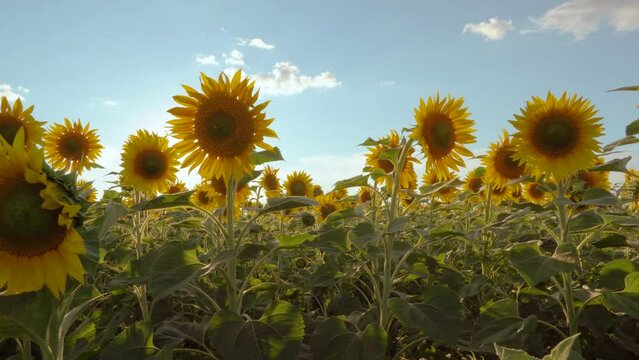 Sunflower fields and meadows. A picture of an advertisement for sunflower and vegetable oil. Botany. Cultivation of oilseeds. Harvest time. Sunflower seeds. Flowers in the sun. Sunbeam of hope. 