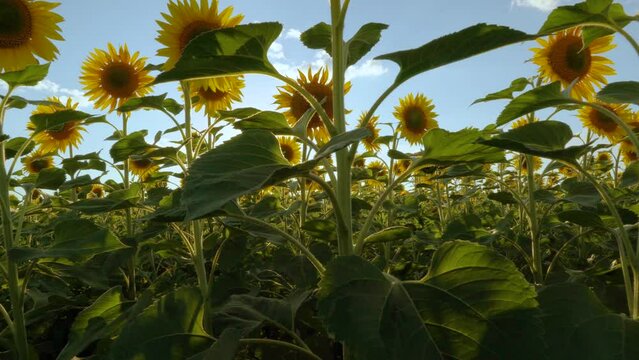 Sunflower fields and meadows. A picture of an advertisement for sunflower and vegetable oil. Botany. Cultivation of oilseeds. Harvest time. Sunflower seeds. Flowers in the sun. Sunbeam of hope. 