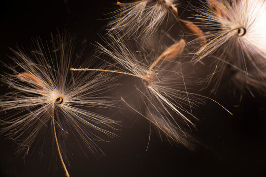 Brightly Lit Pelargonium Seeds, With Fluffy Hairs And A Spiral Body, Are Reflected In Black Perspex. Geranium Seeds That Look Like Ballerina Ballet Dancers. Motes Of Dust Shine In The Background Like