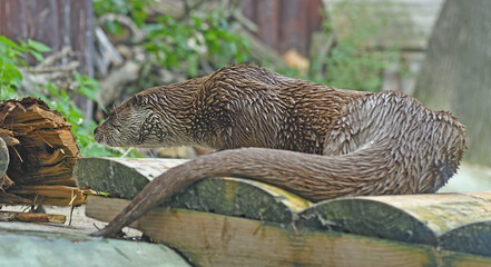 Cute Eurasian otter (Lutra lutra) in summer