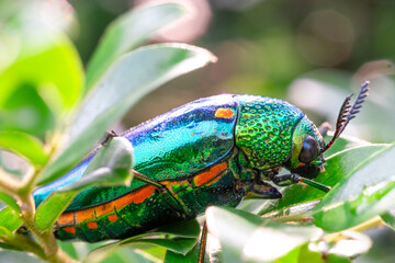 Green-legged metallic beetle (Sternocera aequisignata) or Jewel beetle or Metallic wood-boring...