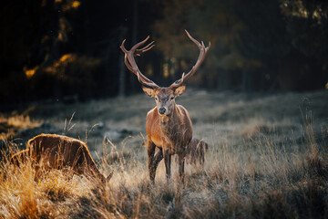 Beautiful deer in the forest