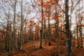 Fototapeta premium autumn in the red forest