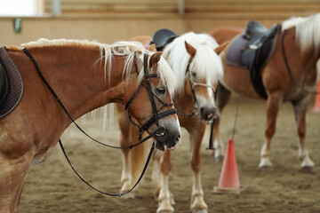 Obraz premium Haflinger breed horses used to teach people how to ride a horse. Detail view of the saddle and riding helmet.