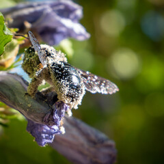 Abeille charpentière avec du pollen