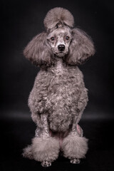 portrait of the grey Poodle Dog