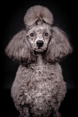 portrait of the grey Poodle Dog