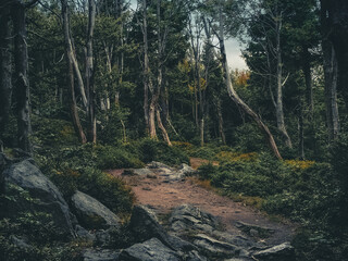 forest in the mountains