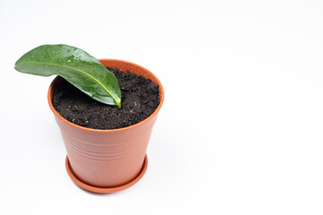 Planted in a pot with earth, the cuttings of the houseplant jasmine stephanotis.
