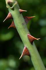 Part of a green rose stem with many brown thorns or sharp outgrowths isolated on blurred background. Vertical image