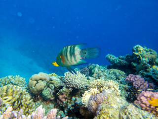 Naklejka na ściany i meble Beautiful inhabitants of the underwater world in the Red Sea, Hurghada, Egypt