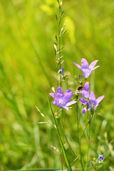 Blurred image of blooming bluebells in the background of a meadow on a sunny day.
