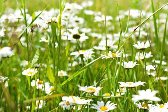 Blurred image of a meadow with blooming daisies.