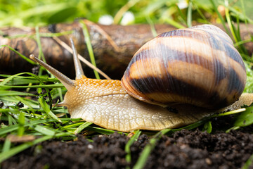 The beautiful garden snail Helix pomatia crawls on the ground in the grass.