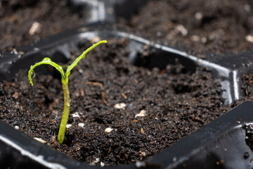 Growing peppers from seeds. Step 4 - First Sprout