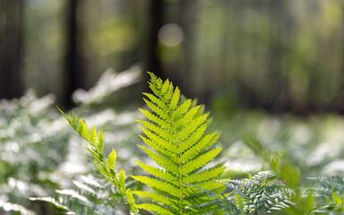 Green fern on forest floor backlit by sunlight © Nate.Rosso