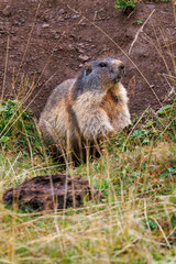 Naklejka na ściany i meble young marmot (marmota marmota) on Engstlenalp in the Bernese Highlands