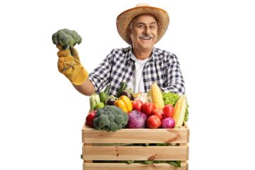 Smiling mature farmer holding broccoli and standing behind a crate with fresh organic vegetables