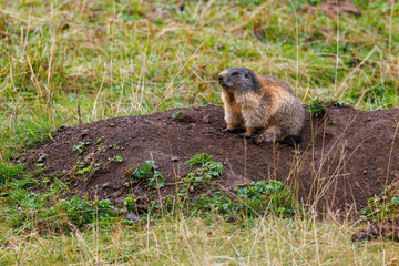 young marmot (marmota marmota) on Engstlenalp in the Bernese Highlands