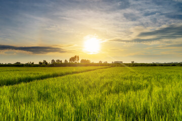 Beautiful sunrise in rice field