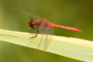 Dragonfly on a green leaf