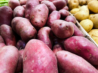 Fresh unwashed organic hash brown salad potato from the farmer