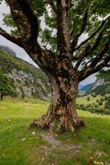 Obraz premium tree trunk of a giant sycamore in Gental