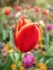 Un tulipán de color rojo en la naturaleza