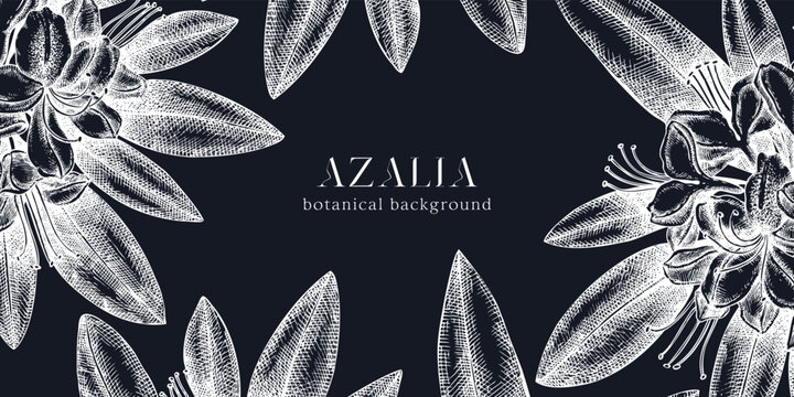 Floral background on chalkboard. Vector frame with hand drawn azalia sketches. Vintage design with rhododendron flowers and leaves. Evergreen plants botanical illustration for banner, postcards, web