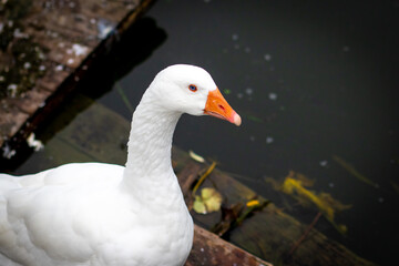 A white goose with blue eyes
