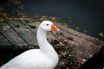 White goose with feather