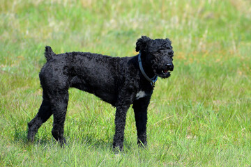 Black dog animal