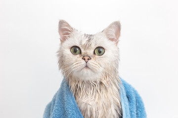 Funny wet white cute cat, after bathing, wrapped in a blue towel