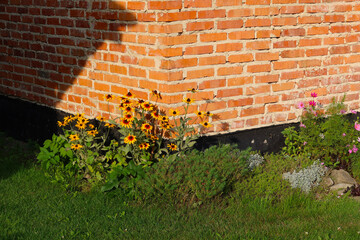 Rudbeckia (black-eyed Susan or coneflower) flowers. Beautiful rudbekia flowers with yellow and orange petals. Flowers growing next to the old, brick wall of the building - obrazy, fototapety, plakaty